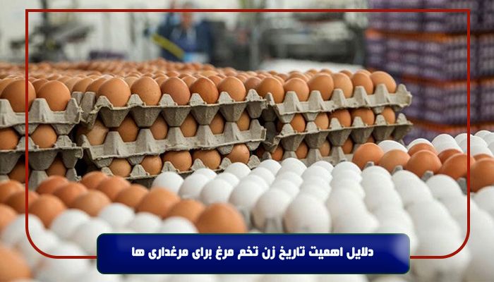  دلایل اهمیت تاریخ زن تخم مرغ برای مرغداری ها 