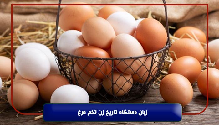 زبان دستگاه تاریخ زن تخم مرغ