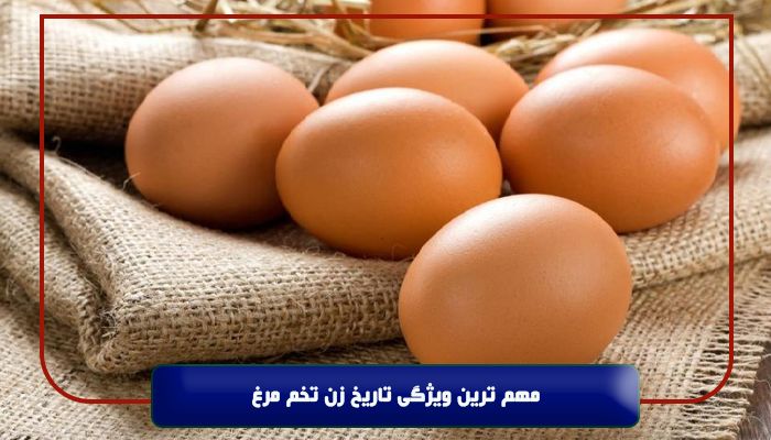 مهم ترین ویژگی تاریخ زن تخم مرغ